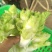 四川中早熟儿菜大量上市