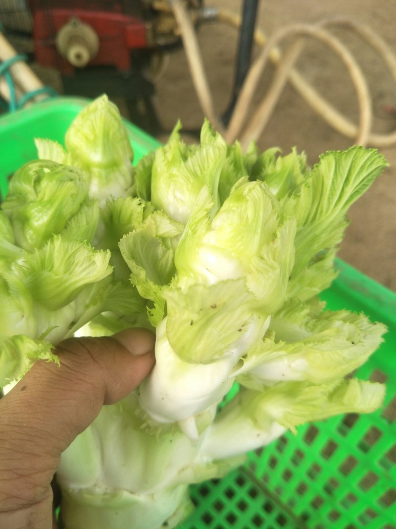 四川中早熟儿菜大量上市