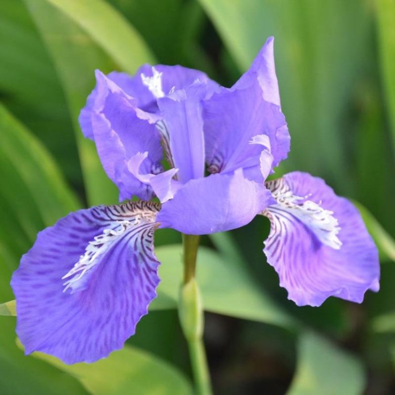 蓝花鸢尾种子花卉盆栽蓝花焉尾黄花燕尾种子公园庭院花海小区