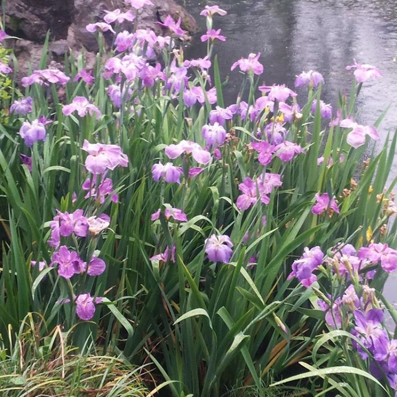 蓝花鸢尾种子花卉盆栽蓝花焉尾黄花燕尾种子公园庭院花海小区