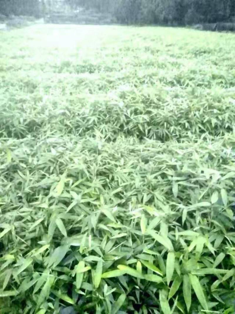 四川竹苗批发一年生优质楠竹苗子壮苗规格齐全
