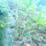 四川竹苗批发一年生优质楠竹苗子壮苗规格齐全