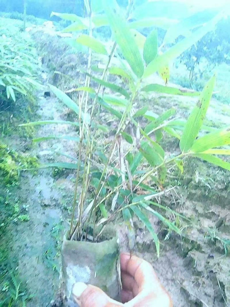 四川竹苗批发一年生优质楠竹苗子壮苗规格齐全