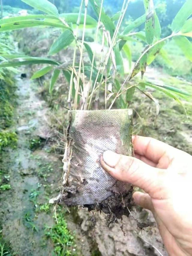 四川竹苗批发一年生优质楠竹苗子壮苗规格齐全
