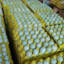 精品绿壳蛋，土鸡蛋，玉米黄土鸡蛋。