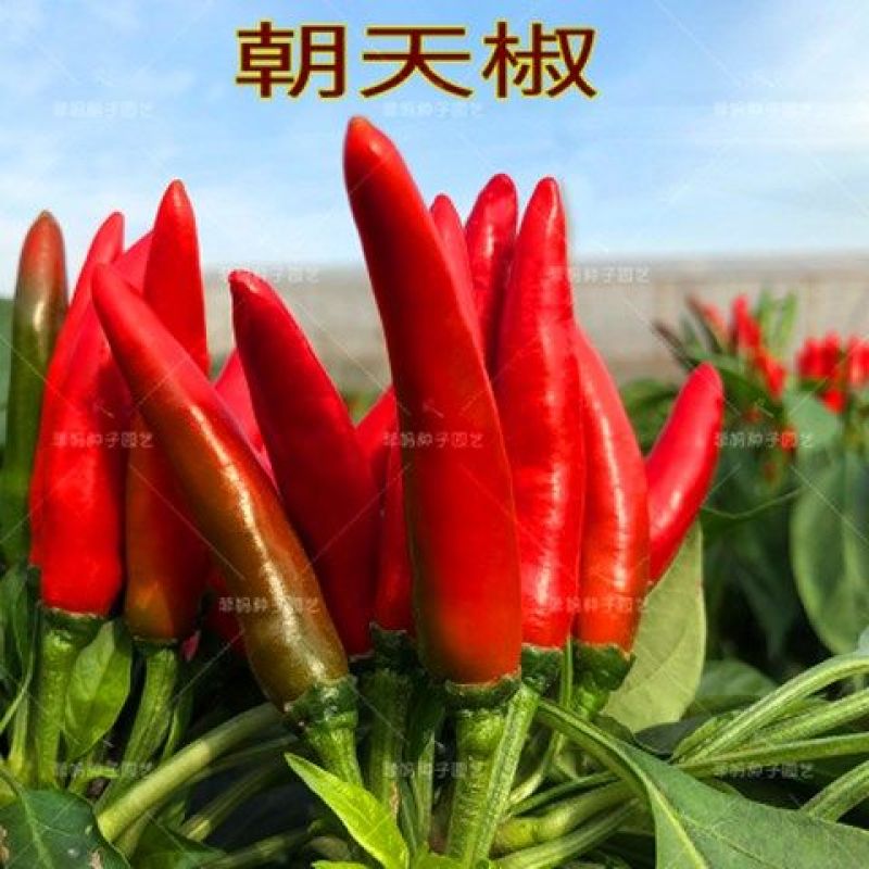 辣椒四季蔬菜苗朝天椒番茄圣女果苗茄子黄瓜西红柿苗薄荷阳台