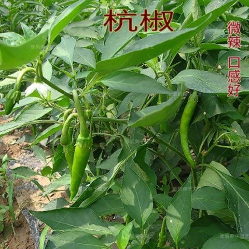辣椒四季蔬菜苗朝天椒番茄圣女果苗茄子黄瓜西红柿苗薄荷阳台