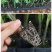 辣椒四季蔬菜苗朝天椒番茄圣女果苗茄子黄瓜西红柿苗薄荷阳台