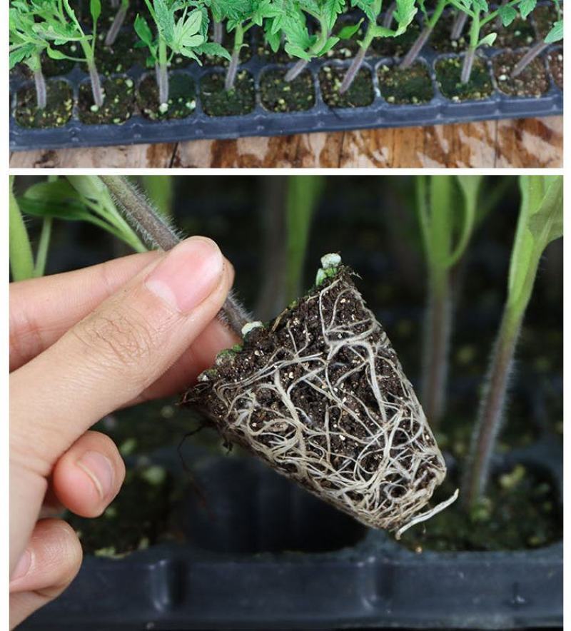 辣椒四季蔬菜苗朝天椒番茄圣女果苗茄子黄瓜西红柿苗薄荷阳台
