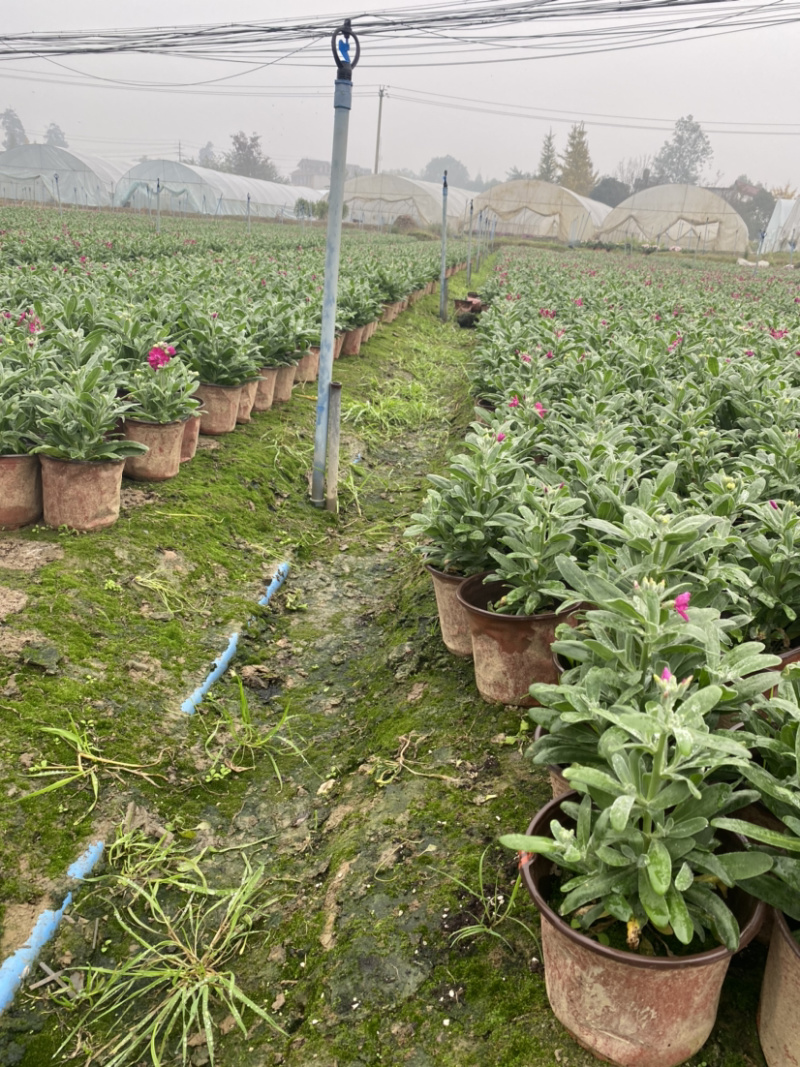 紫罗兰，15杯紫罗兰，紫罗兰工程货，紫罗兰杯装价格