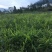 脱毒白姜仔姜—2018大凉山普格高山健康新基地