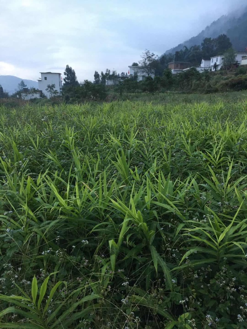 脱毒白姜仔姜—2018大凉山普格高山健康新基地