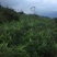 脱毒白姜仔姜—2018大凉山普格高山健康新基地