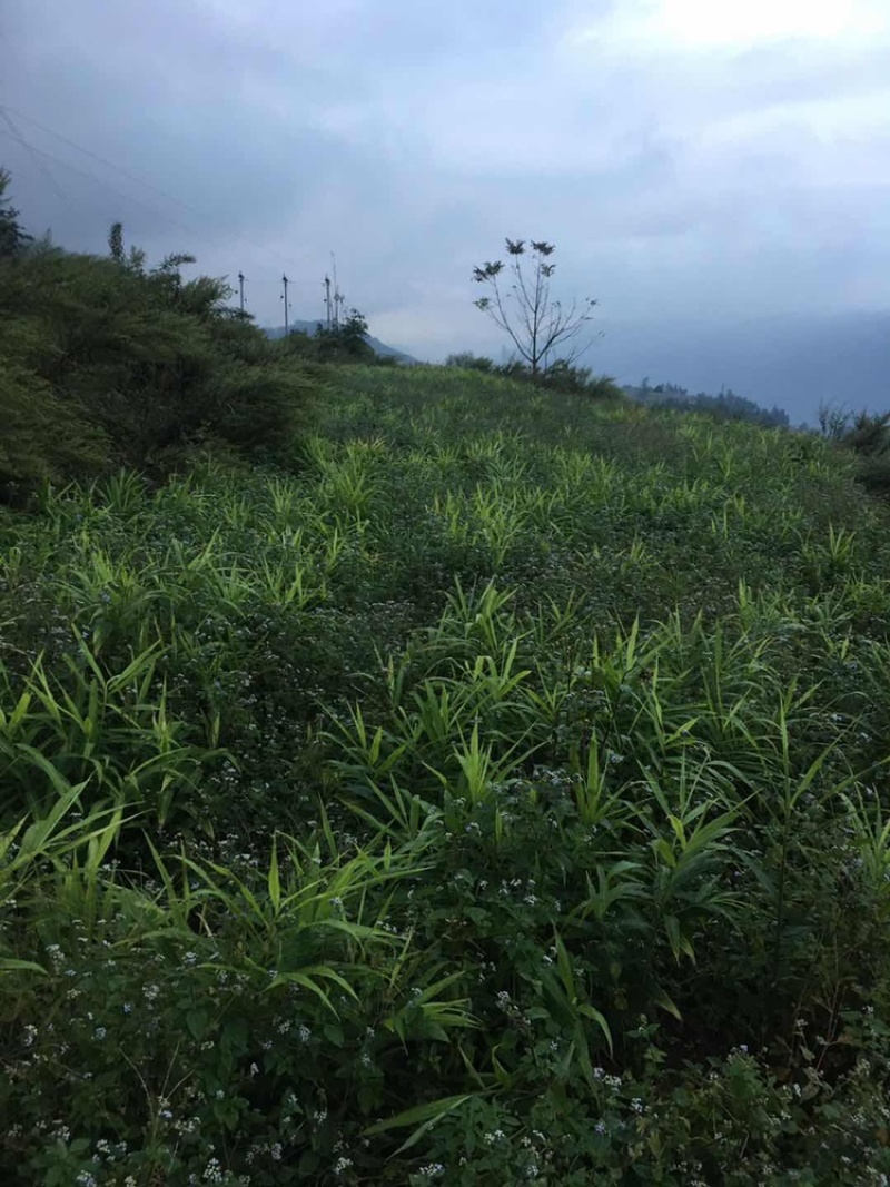 脱毒白姜仔姜—2018大凉山普格高山健康新基地