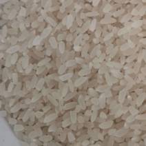 新米现加工现卖的坯芽新米新鲜大米香米长米粒大米