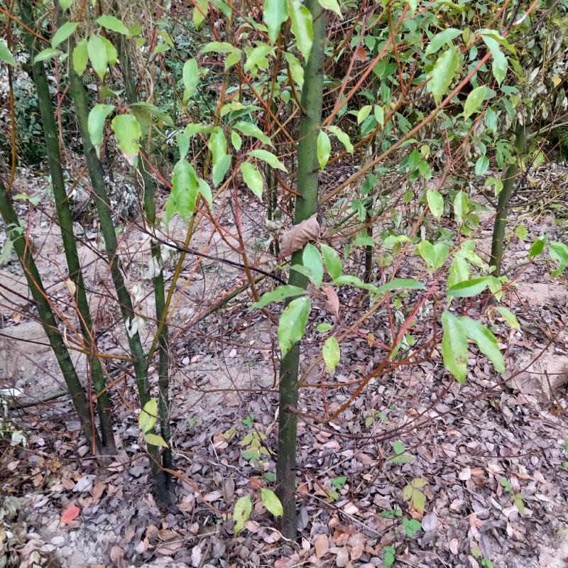 香樟树2公分3公分4公分5公分6公分