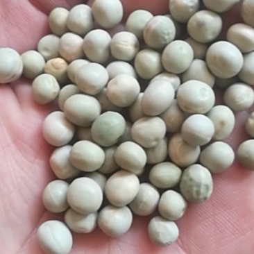 厂家直销大颗粒青碗豆泡菜豆发芽菜苗豆