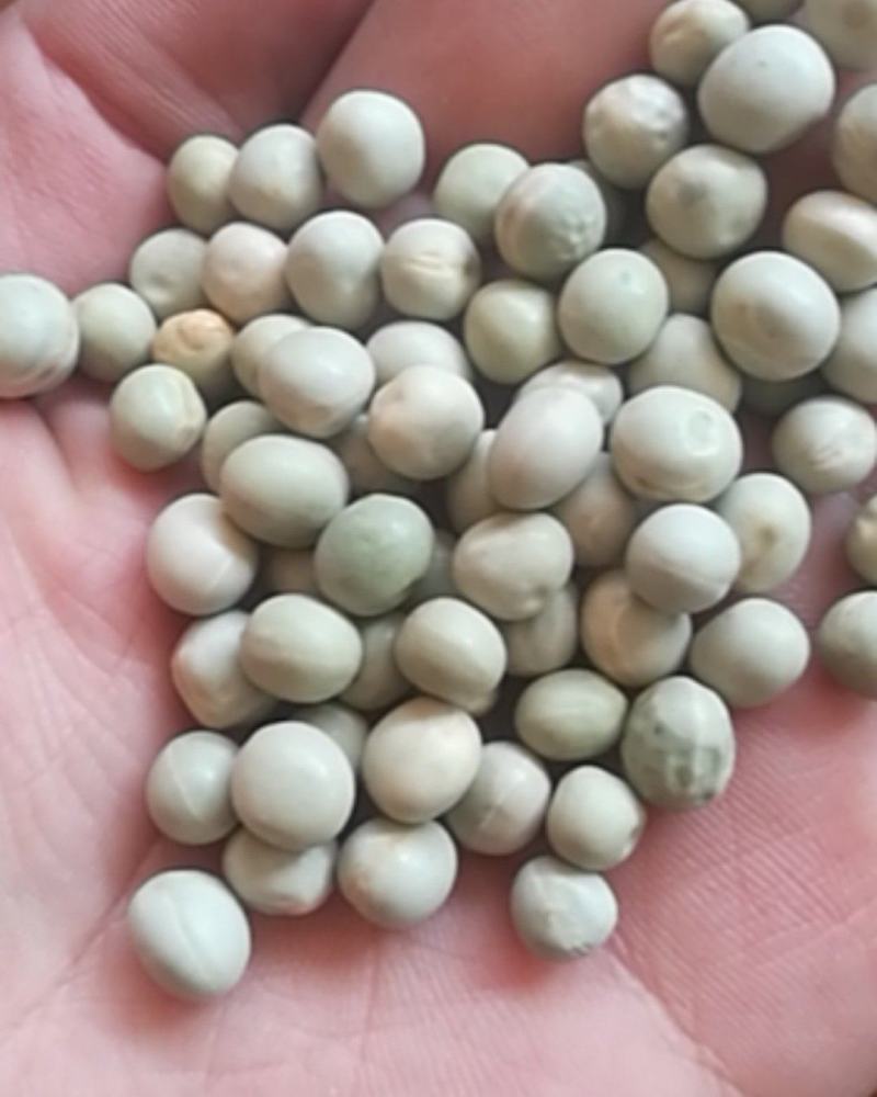 厂家直销大颗粒青碗豆泡菜豆发芽菜苗豆