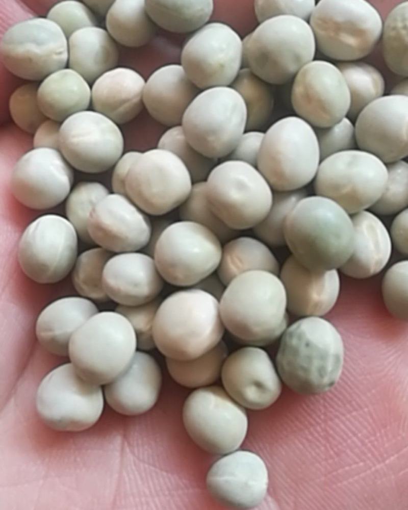 厂家直销大颗粒青碗豆泡菜豆发芽菜苗豆