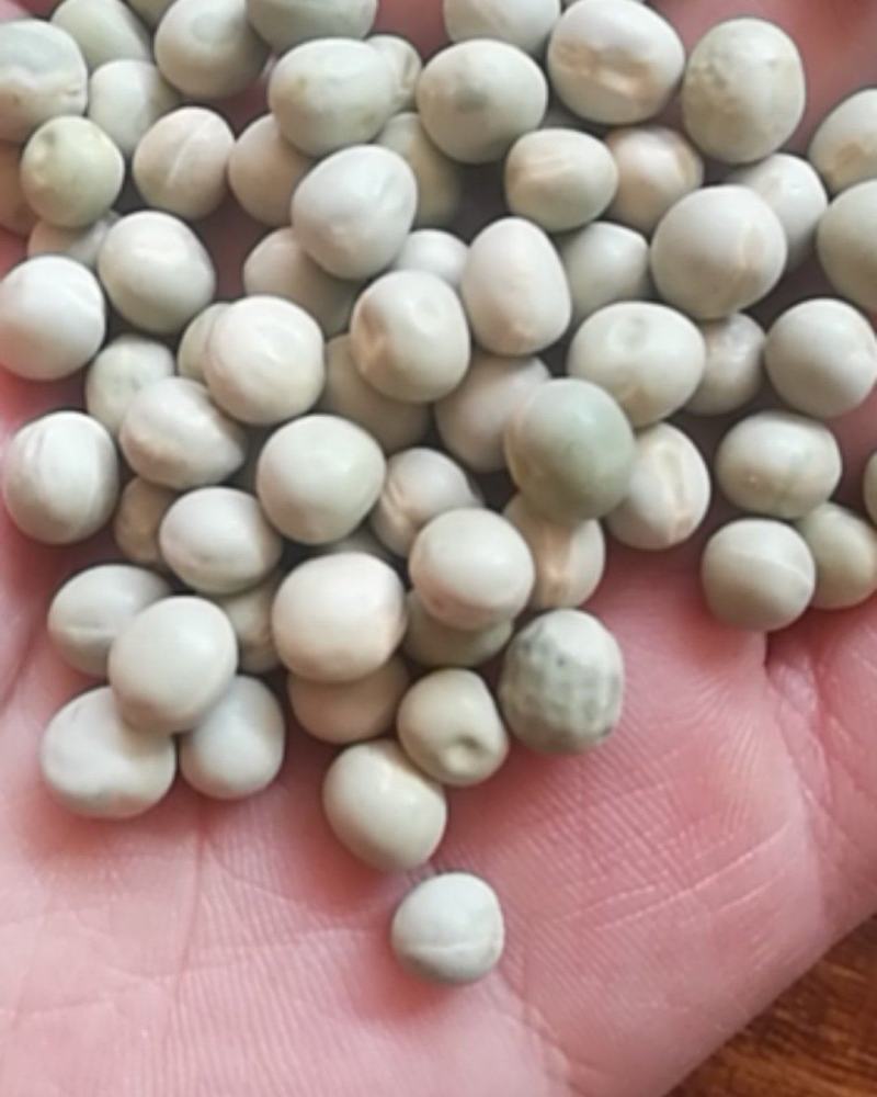 厂家直销大颗粒青碗豆泡菜豆发芽菜苗豆