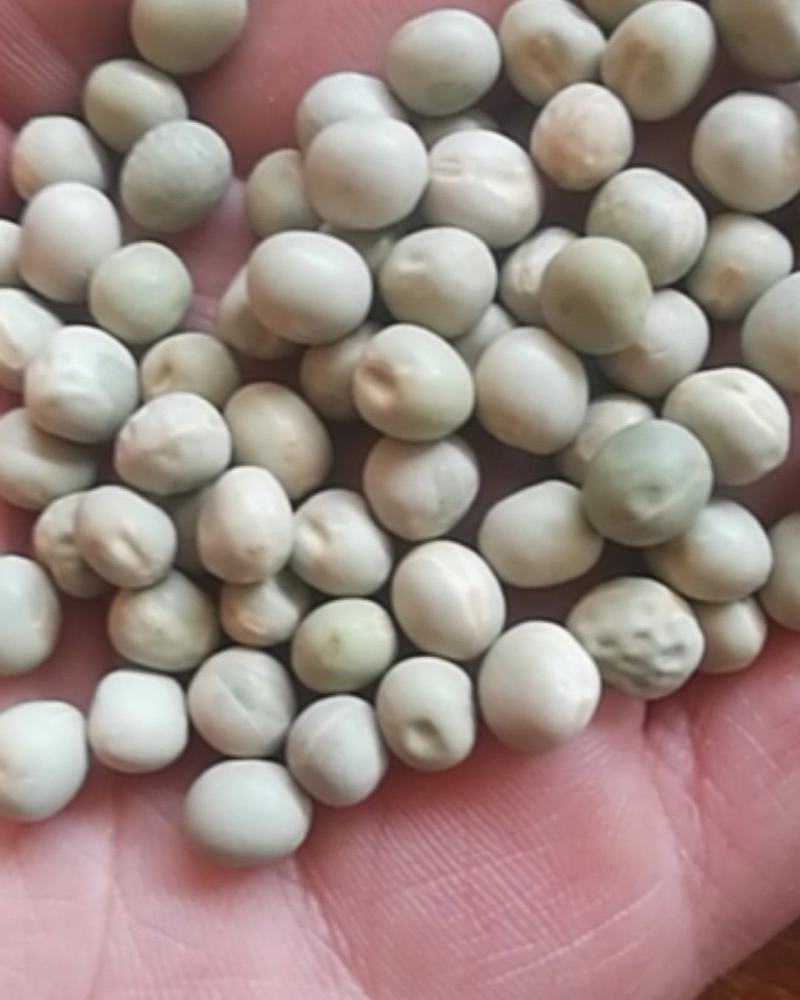 厂家直销大颗粒青碗豆泡菜豆发芽菜苗豆