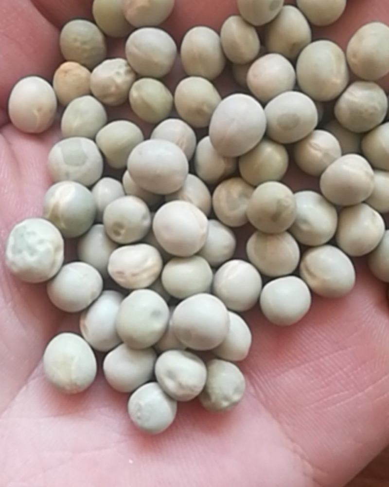 厂家直销大颗粒青碗豆泡菜豆发芽菜苗豆