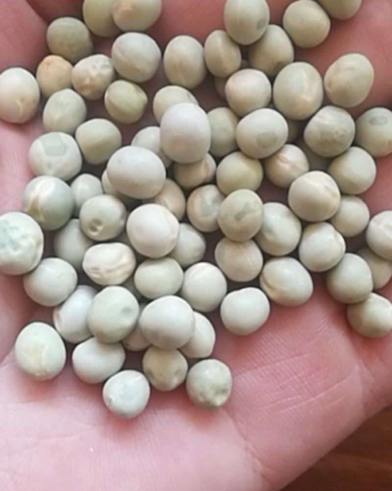 厂家直销大颗粒青碗豆泡菜豆发芽菜苗豆