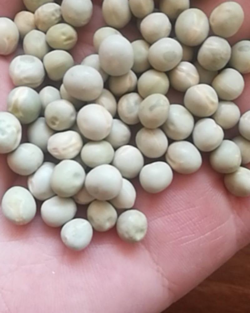厂家直销大颗粒青碗豆泡菜豆发芽菜苗豆
