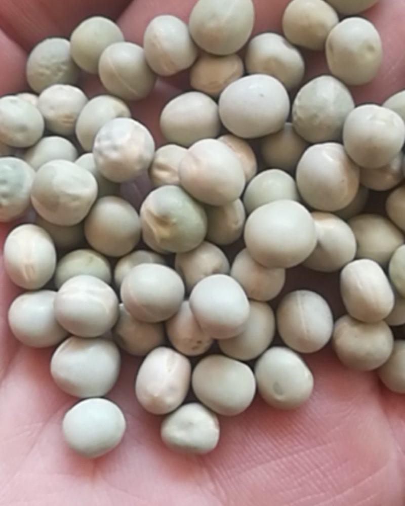 厂家直销大颗粒青碗豆泡菜豆发芽菜苗豆