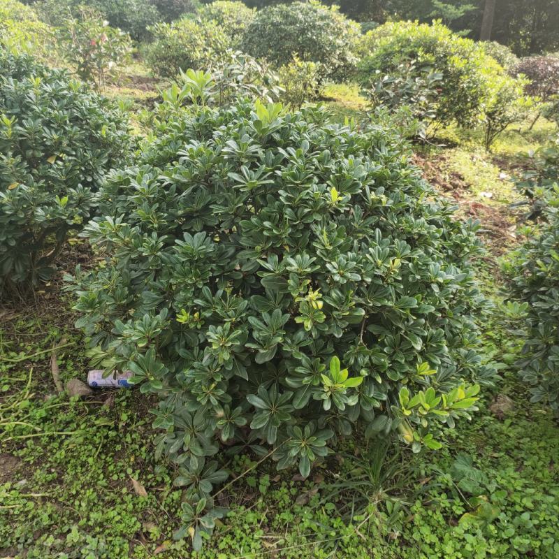 海桐球_重庆市静观镇_自产自销，量大从优，精品货源