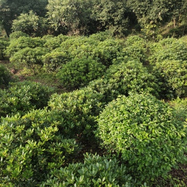 海桐球_重庆市静观镇_自产自销，量大从优，精品货源