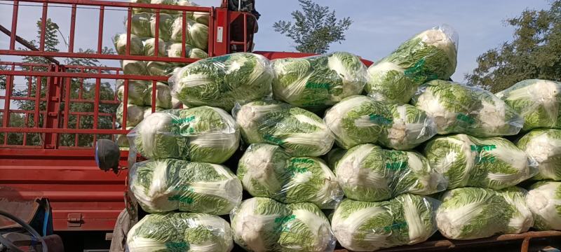 秦白二号大白菜，秦白二号圆白菜，（袋装、散装）产地批发