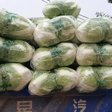 秦白二号大白菜,秦白二号圆白菜,(袋装、散装)产地批发