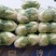 秦白二号大白菜,秦白二号圆白菜,(袋装、散装)产地批发