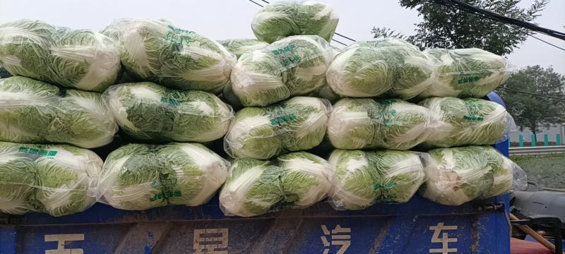 秦白二号大白菜，秦白二号圆白菜，（袋装、散装）产地批发