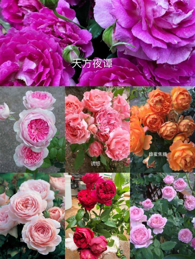 进口欧月小苗批发零售基地现发欢迎选购