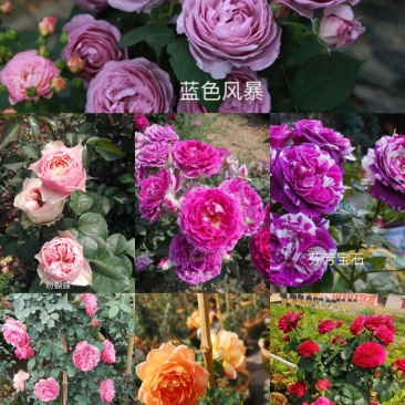 进口欧月小苗批发零售基地现发欢迎选购