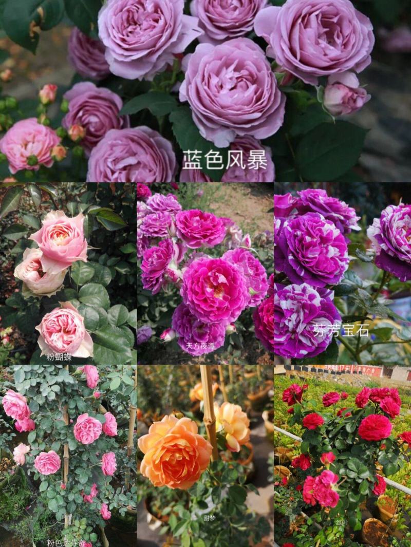 进口欧月小苗批发零售基地现发欢迎选购