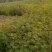 狮子头花椒苗2年移栽种苗