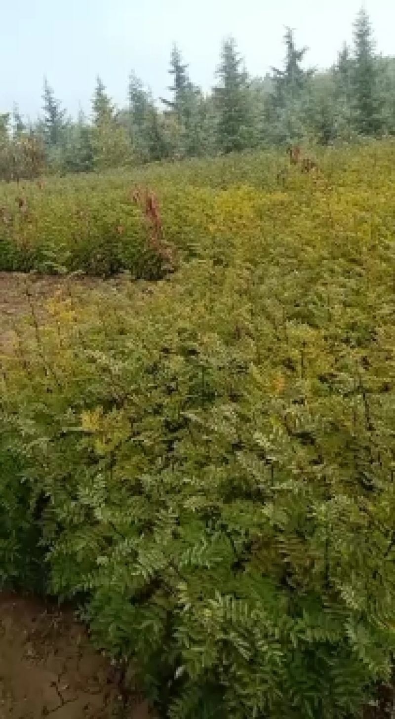 狮子头花椒苗2年移栽种苗