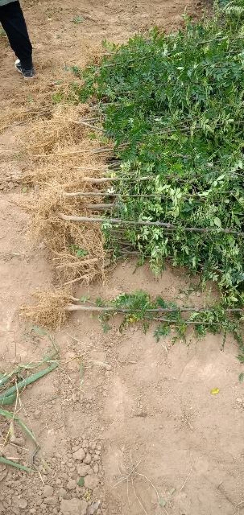 狮子头花椒苗2年移栽种苗