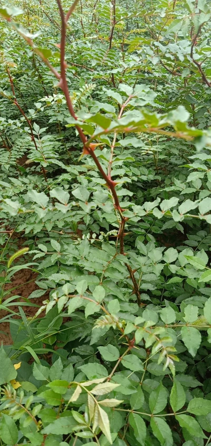 狮子头花椒苗2年移栽种苗