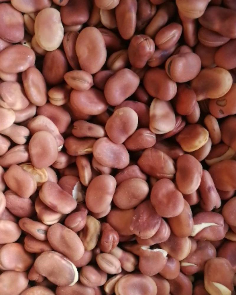 早熟蚕豆，矮杆耐寒耐湿抗病。