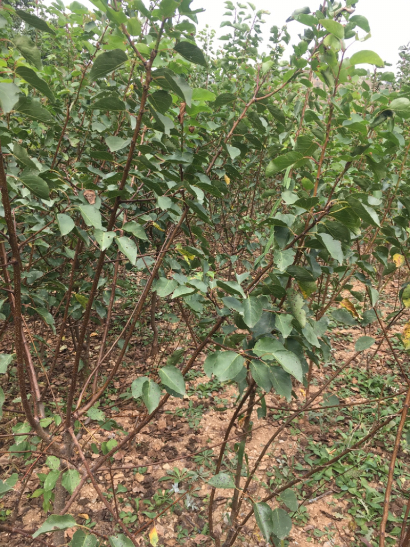 珍珠油杏苗.小白杏苗.珍珠油杏发源地