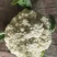 徐州沛县张陆白面青梗松花菜