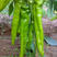 河北辣椒精品尖椒条直，20公分以上，色泽鲜亮，品质保证