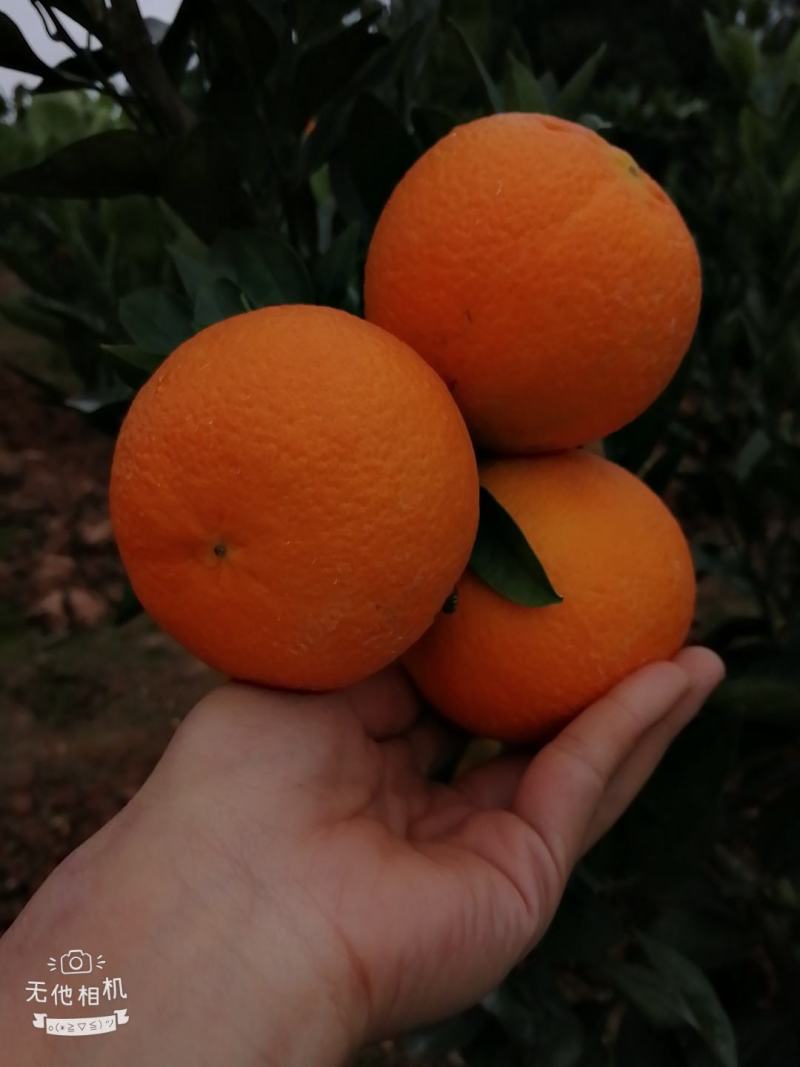 【果园直发量大从优】成都三溪橙子色好汁多皮薄，批发一件代发
