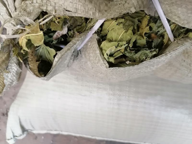 青桑叶！霜桑叶新货售卖