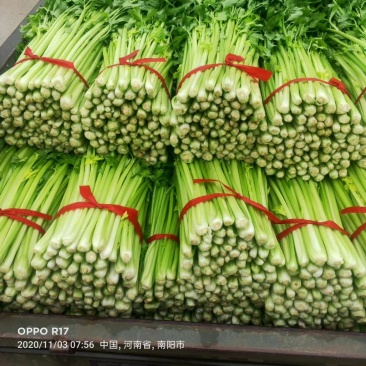 河南省新野县精品芹菜上市了