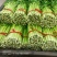 河南省新野县精品芹菜上市了